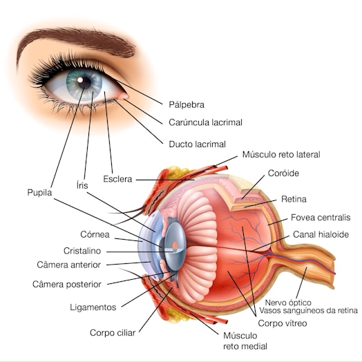 Anatomia Olhos Infográfico